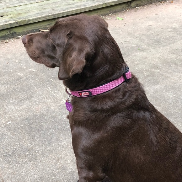 Meet your Posher, Anne - Picture 1 of 1